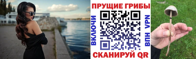 Псилоцибиновые грибы Psilocybine cubensis  Купить  Елабуга 